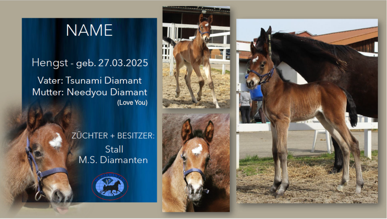 Hengst-v.-Tsunami-Diamant-Needyou-Diamant