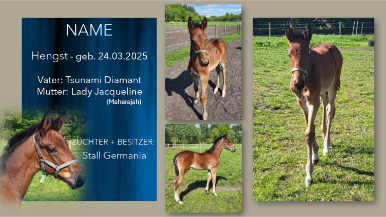 Hengst-v.-Tsunami-Diamant-Lady-Jacqueline