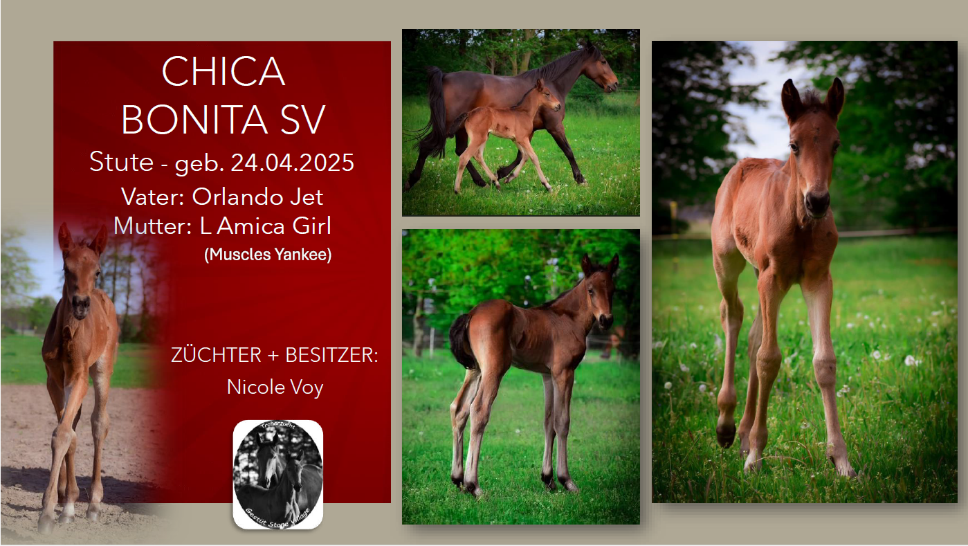 Chica Bonita SV