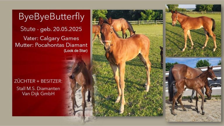 ByeByeButterfly