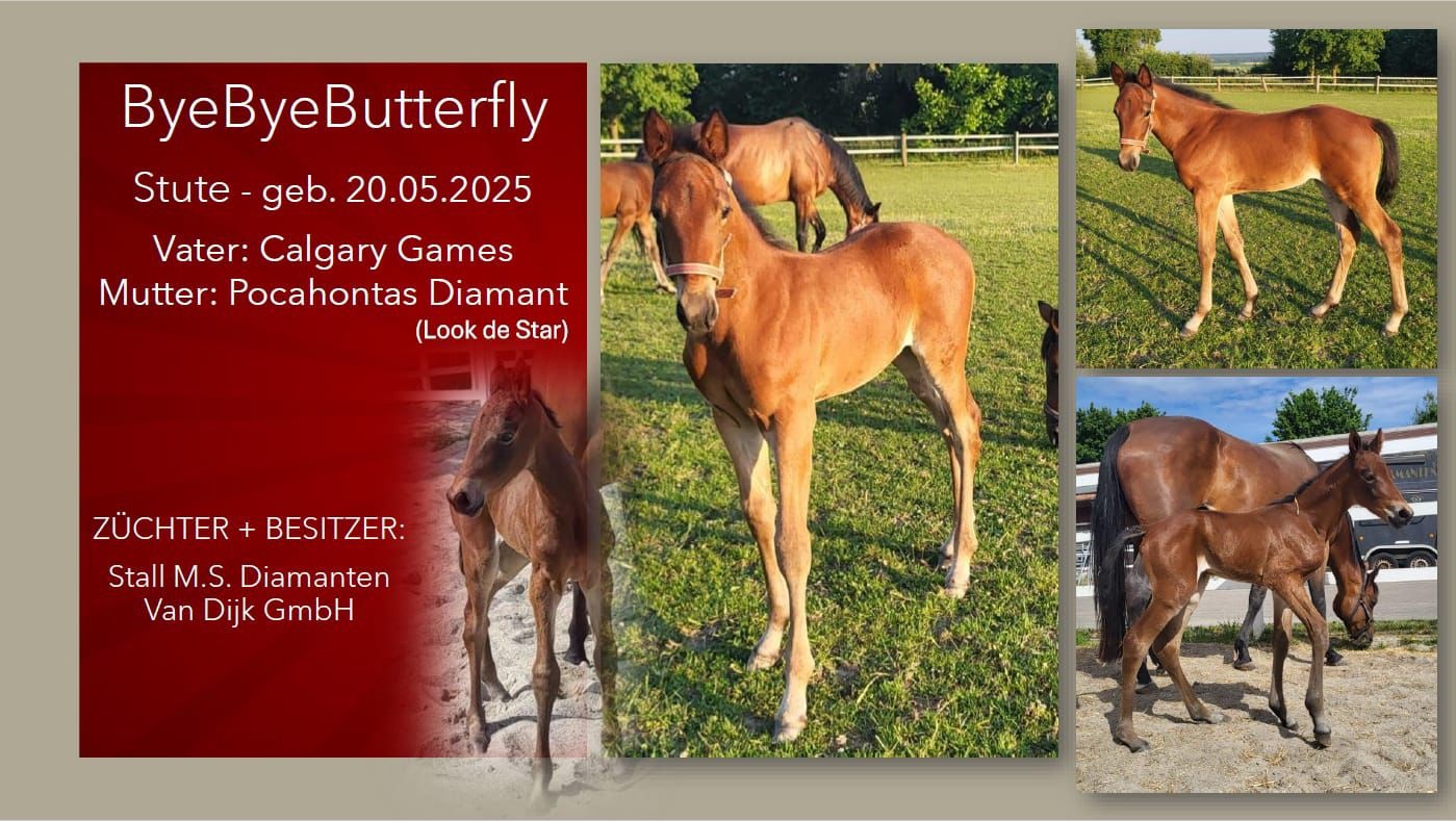 ByeByeButterfly