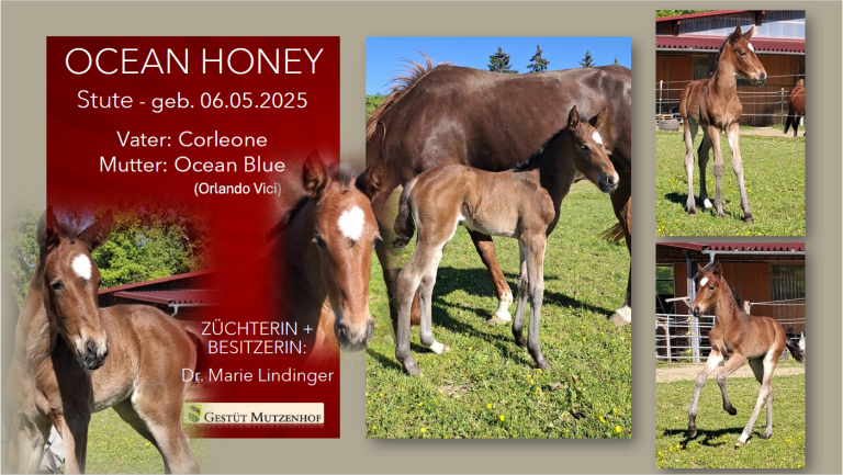 Ocean Honey