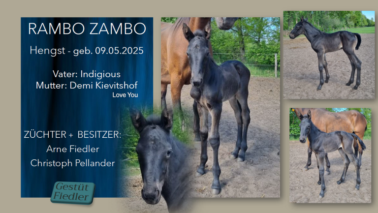 Rambo Zambo