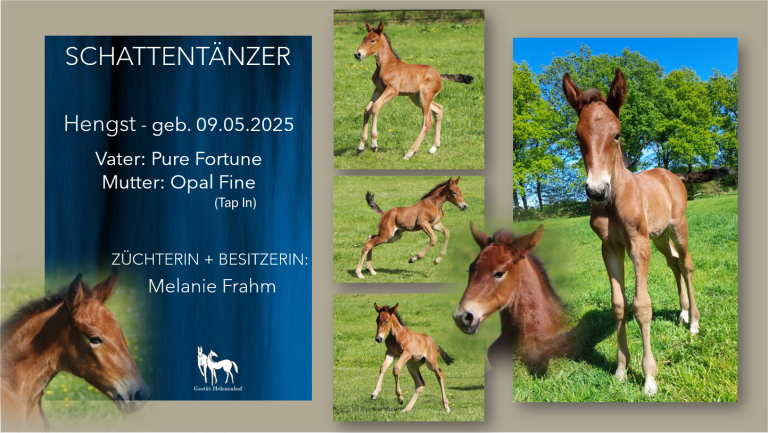 Schattentänzer