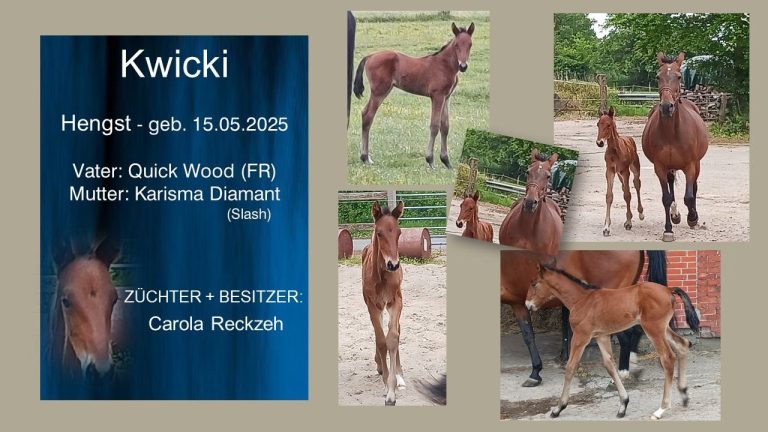 Kwicki