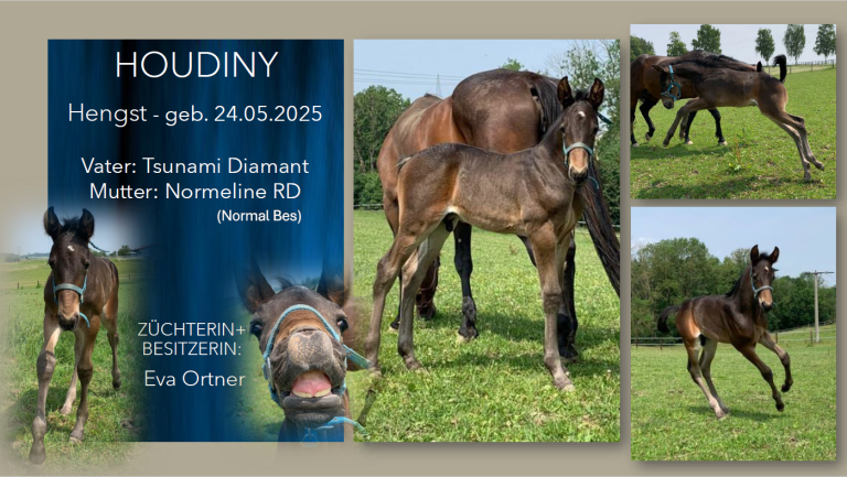 Houdiny