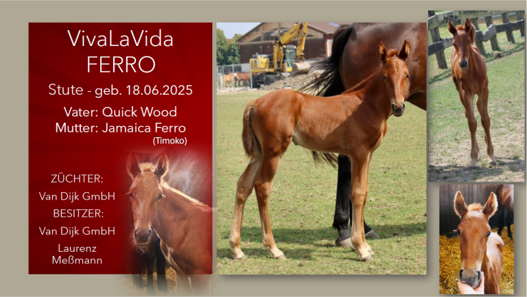 VivaLaVida Ferro