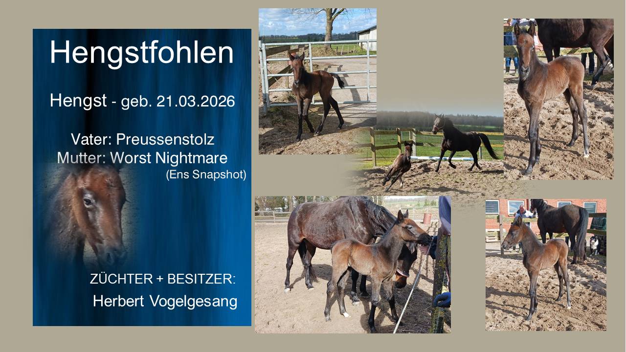 Hengstfohlen