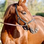 Boccador de Simm (FR) – 2026