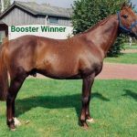 Booster Winner (FR) – 2026