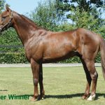 Booster Winner (FR) – 2026