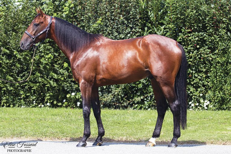 Lovino Bello (FR) – 2026