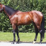Lovino Bello (FR) – 2026