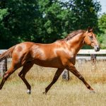 Royal Dream (FR) – 2026