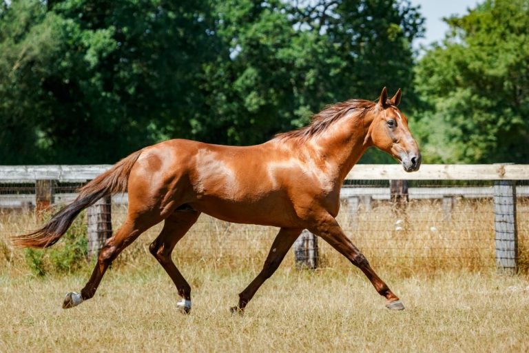 Royal Dream (FR) – 2026