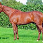 Royal Dream (FR) – 2026