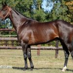 Feliciano (FR) – 2026