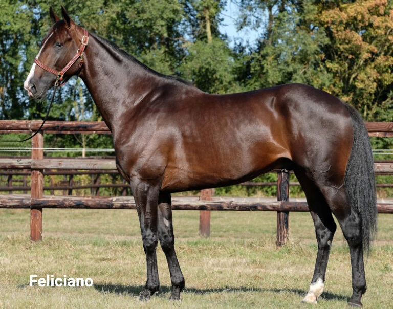 Feliciano (FR) – 2026