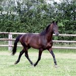 Real de Lou (FR) – 2026