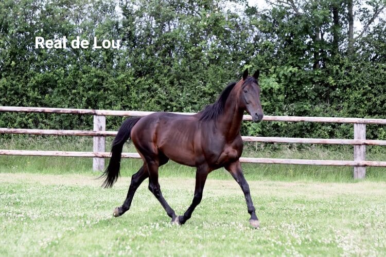 Real de Lou (FR) – 2026