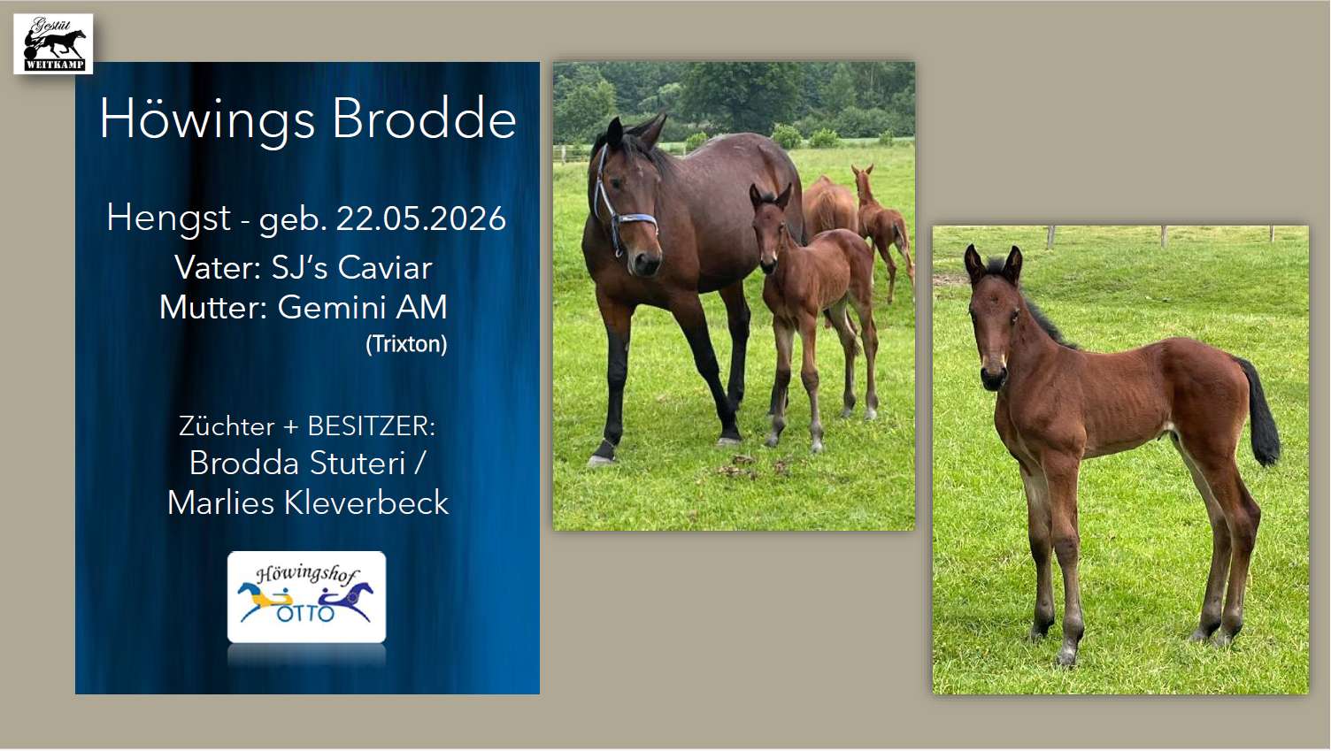 Höwings Brodde