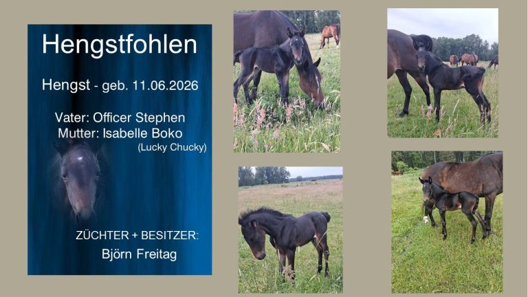 Hengstfohlen