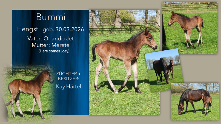 Bummi
